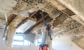 Best Emergency Mold Remediation in Algona, IA